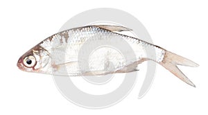 Roach fish isolated white background. Close-up