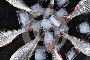 Roach fish or rutilus fish on black metal background with ice