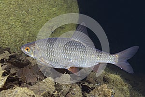 Roach fish Rutilus rutilus