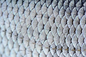 Roach Fish Scales Macro photo