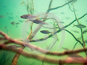 Roach fishes swimming by sunken branches