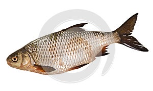 Roach freshwater fish isolated on white background