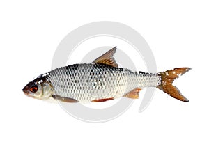 Roach (Rutilus rutilus) with snowflakes isolated