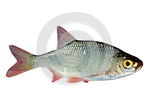 Roach on white background