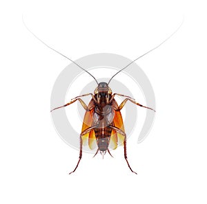 Roach On White Background