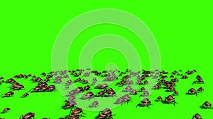 Roaches Invasion Beetle Insects Green Screen Back 3D Rendering Animation