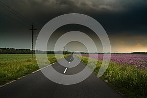 Road across opium poppy field