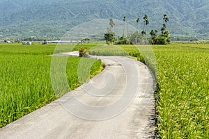 Road across the paddy farm