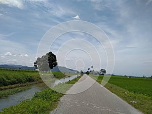 A road across paddy field in Indonesia