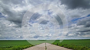 a road in an agricultural field with young green wheat sprouts, a bright spring landscape