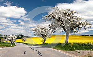 Road with alley of apple tree and rapeseed field