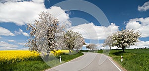 Road with alley of apple tree and rapeseed field