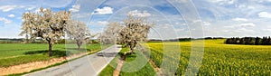 Road alley of cherry trees and rapeseed field