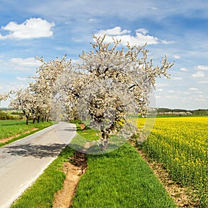 Road alley of cherry trees and rapeseed field