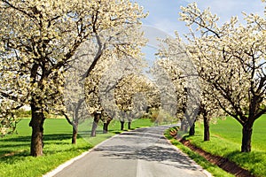 Road and alley of flowering cherry trees