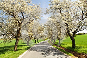 Road and alley of flowering cherry trees