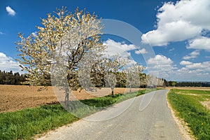 road and alley of flowering cherry trees in latin Prunus cerasus