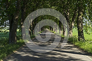 Road and alley of trees in Julita Sweden on a summer day.