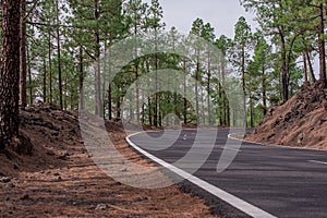 Road along the canarian pines in the Corona Forestal Nature Park, Tenerife, Canary Islands photo