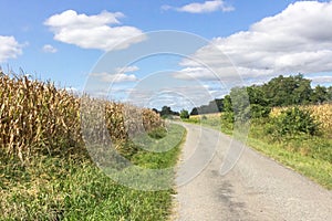 Road along a corn field in sunny weather