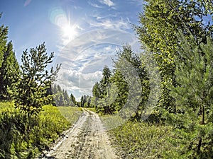 Road along the edge of the forest on a Sunny summer day, blue sky with light clouds, green field, Russia