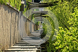 Road along green trees and concrete fence