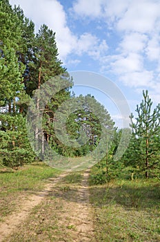 The road along the pine forest on a sunny summer day