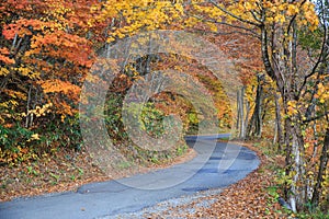 Road along the trees turning color in autumn - Senboku, Akita, Japan