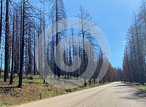 Road through area with forest fire damage