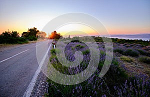 Road around a blooming lavender field on Hvar island photo