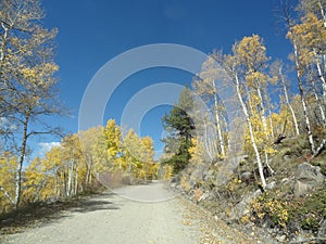 Road through Aspens in the Fall
