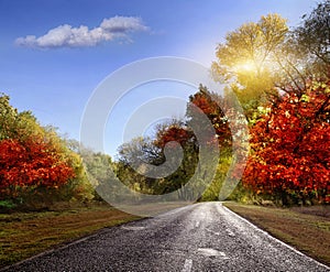 Road, asphalt, autumn