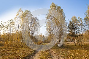 Road in the autumn birch forest