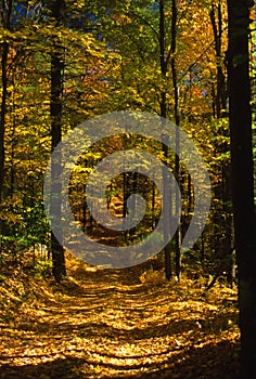 Road of Autumn Color