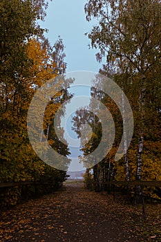 road between autumn color trees to the village in the fog