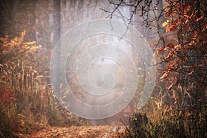 Road in autumn deciduous foggy forest.