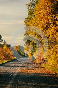 Road through Autumn fores tunnel at sunset