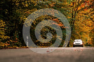 road in the autumn forest