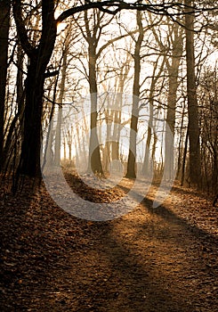 Road in the autumn forest