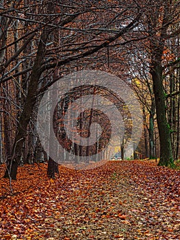 Road in autumn forest with beeches