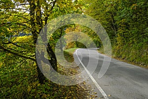 road in autumn forest. Autumn nature. Parco natural regionale dei Boschi di Carrega, Emilia-Romagna, Italy photo