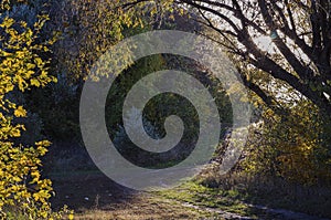Road in the autumn forest