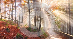 Road through an autumn forest and sun rays