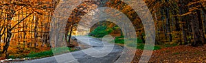 Road in autumn forest