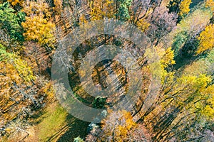 Road in the autumn forest with yellow deciduous trees. aerial photo