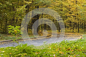 Road in the autumn forest, yellow leaves on the asphalt and trees