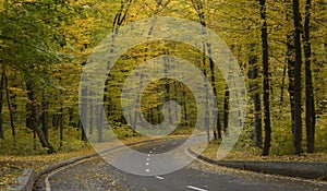 Road in the autumn forest, yellow leaves on the asphalt and trees