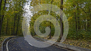 Road in the autumn forest, yellow leaves on the asphalt and trees