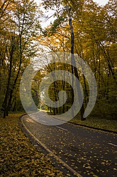 Road in the autumn forest, yellow leaves on the asphalt and trees