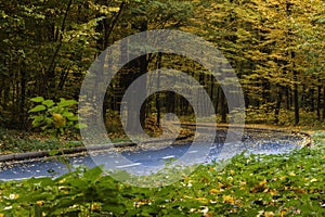 Road in the autumn forest, yellow leaves on the asphalt and trees